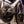 Load image into Gallery viewer, Guava Racing Team Bike