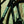 Load image into Gallery viewer, Guava Flat Bar Monster